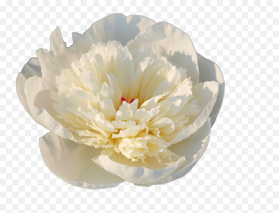 Paeonia Immaculee - Immaculee Peony Png,Peony Transparent