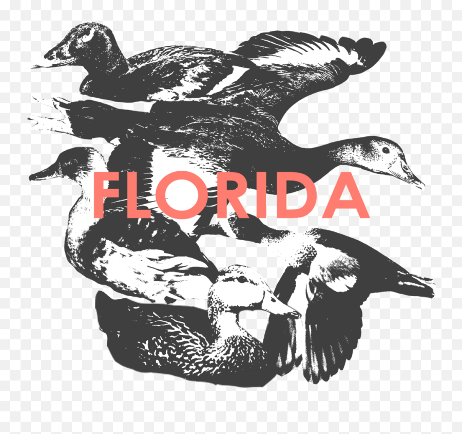 Florida U2014 Hunt 41 - Domestic Duck Png,Florida Png