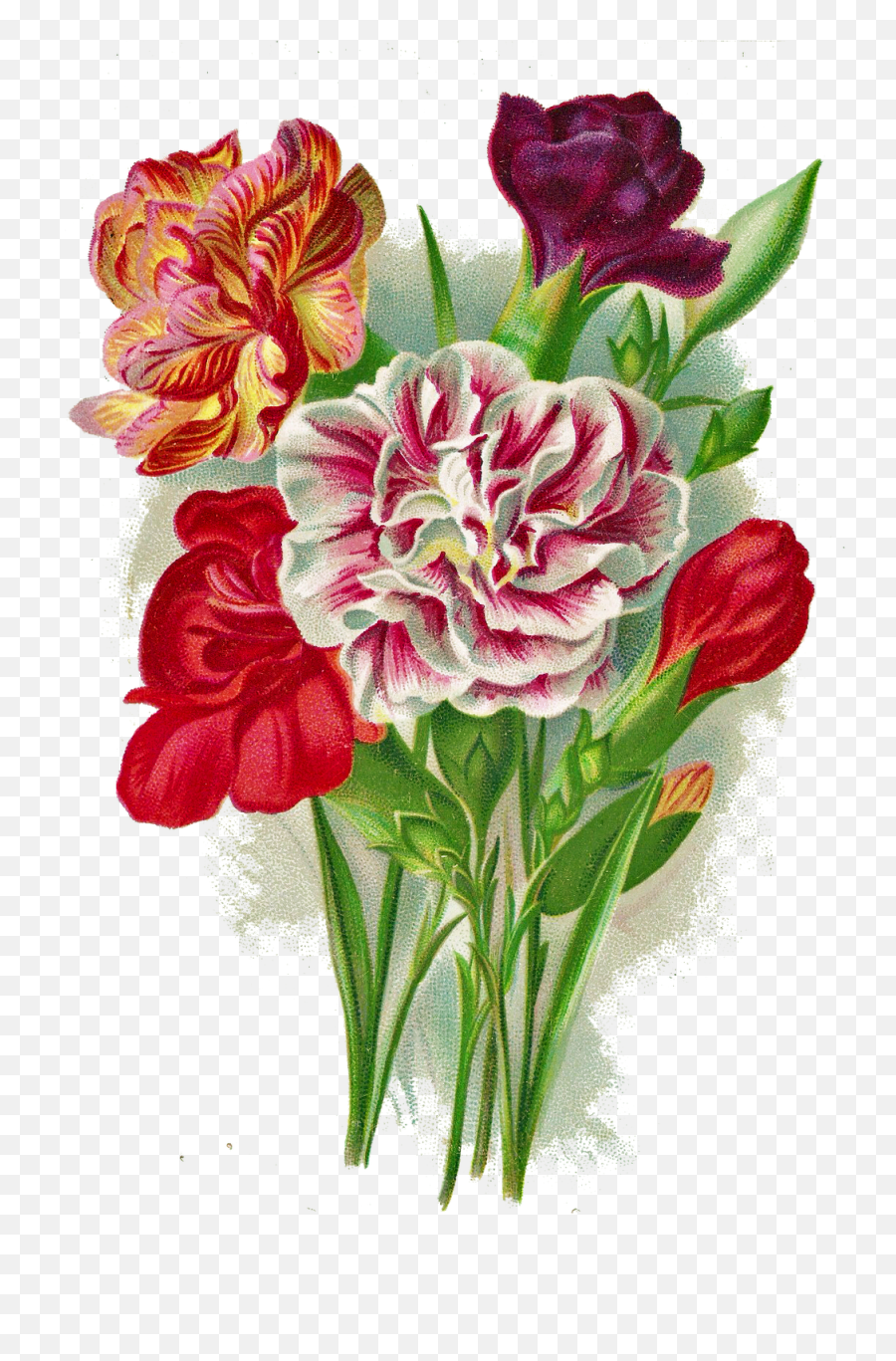 Png Images Free Transparent - Carnation Free Clip Art,Carnation Png