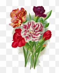 Png Images Free Transparent - Carnation Free Clip Art,Carnation Png