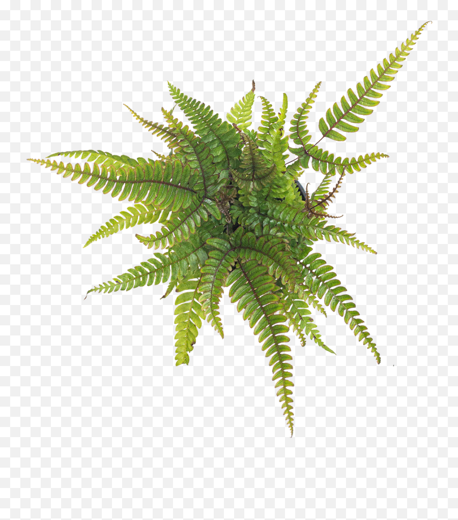 Buy Indoor Ferns Direct From The Greenhouse Planterina - Vertical Png,Fern Leaf Png