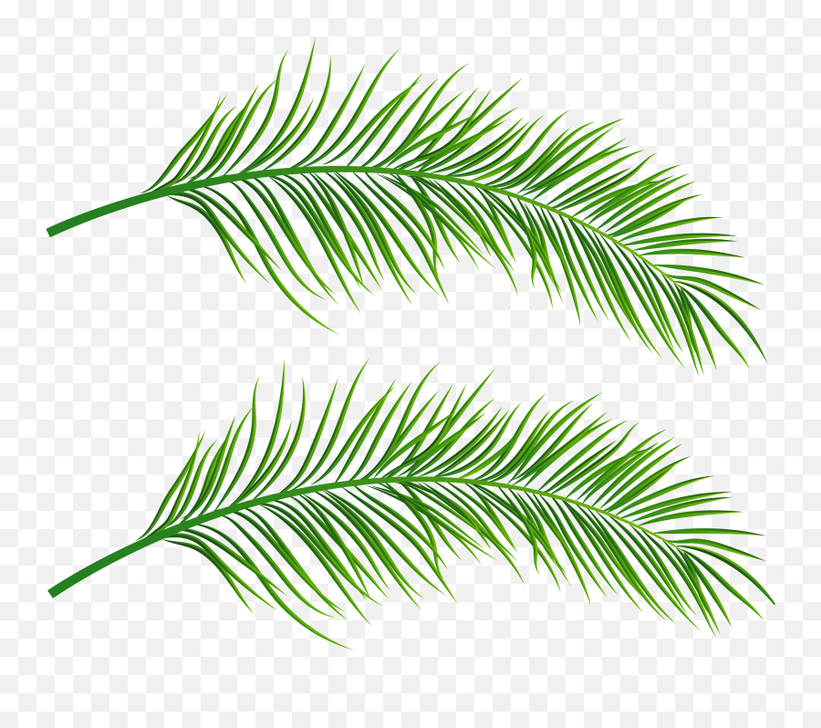 Transparent Palm Leaves - Palm Leaves Transparent Background Png,Palm Tree Leaves Png