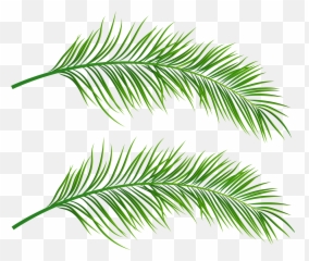 Transparent Palm Leaves - Background png