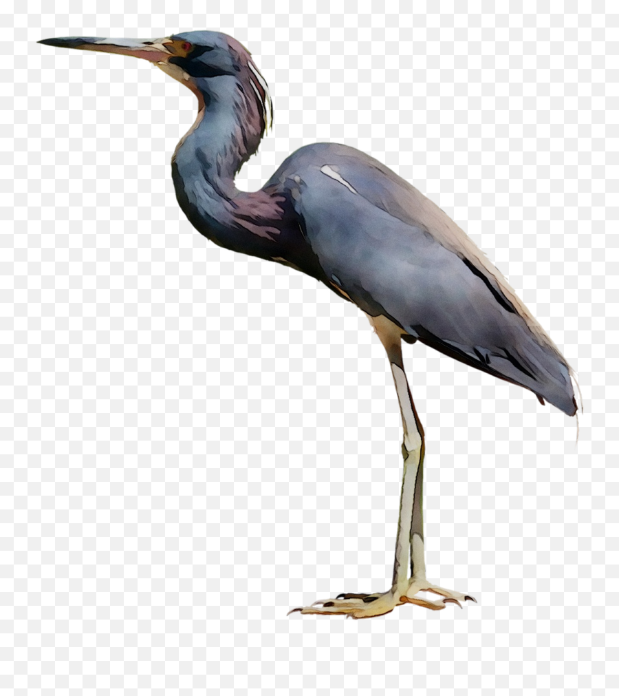 Little Blue Heron Bird Crane Egret - Png 2755200 Png Great Blue Heron Png,Crane Bird Png