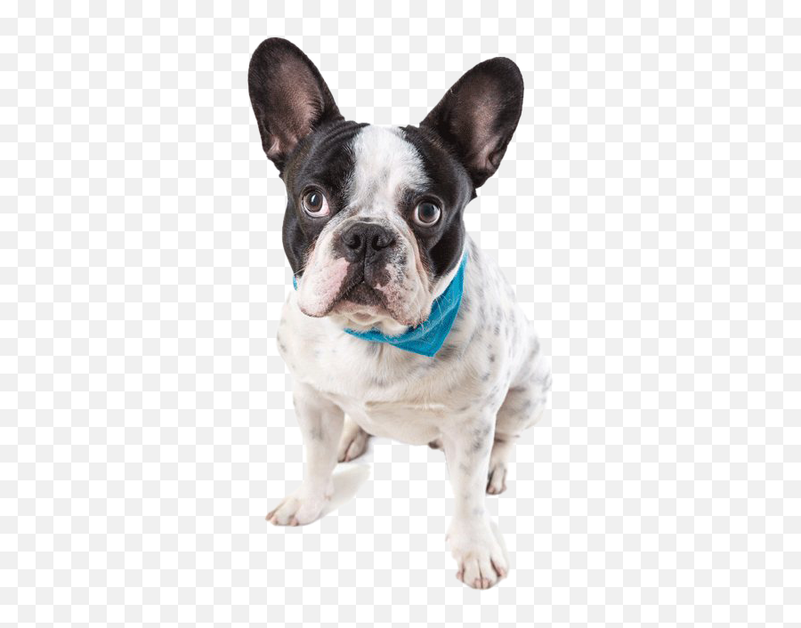 French Bulldog Png Image All - French Bulldog,French Bulldog Png