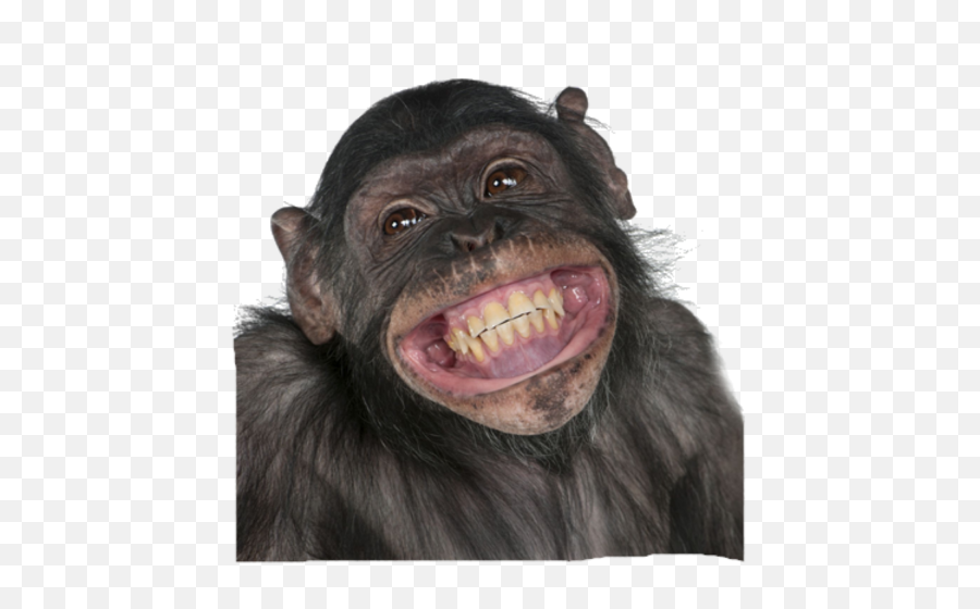 Monkey Png - Monkey Smiling,Monkey Transparent Background