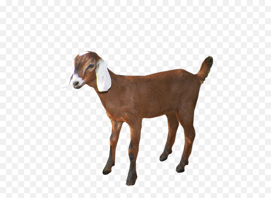 Goat Cattle Agriculture Livestock Price - Portable Network Graphics Png,Goats Png