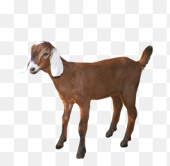 Goat Cattle Agriculture Livestock Price - Portable Network Graphics Png,Goats Png