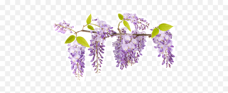 Download Wisteria Flower Png Svg - Wisteria Branch,Wisteria Png