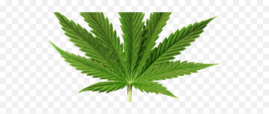 Marijuana In The Workplace - Occupational Health U0026 Safety Cannabis Sativa Png,Marijuana Leaf Transparent