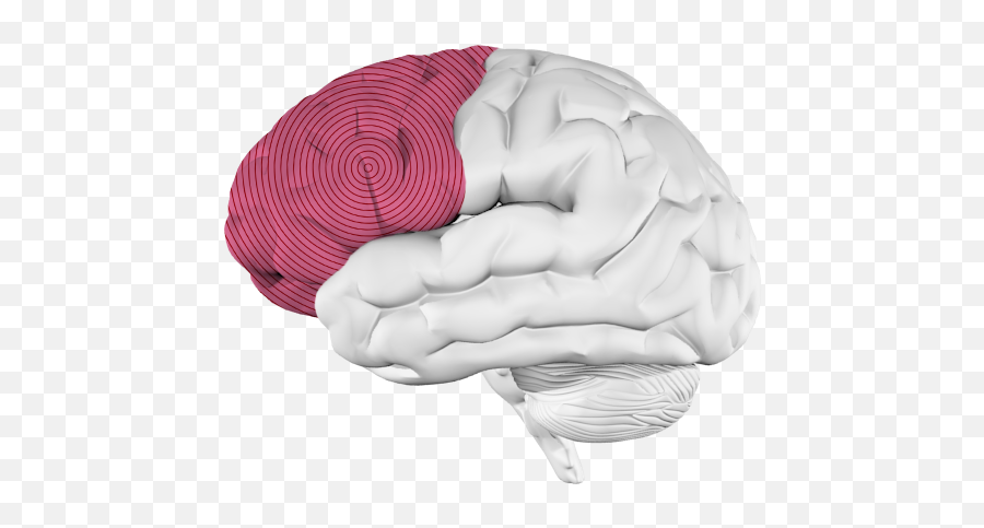 Music And The Brain What Happens When Youu0027re Listening To - Frontal Lobe Only Png,Human Brain Png
