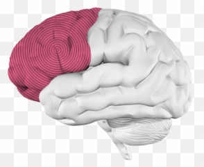 Music And The Brain What Happens When Youu0027re Listening To - Frontal Lobe Only Png,Human Brain Png