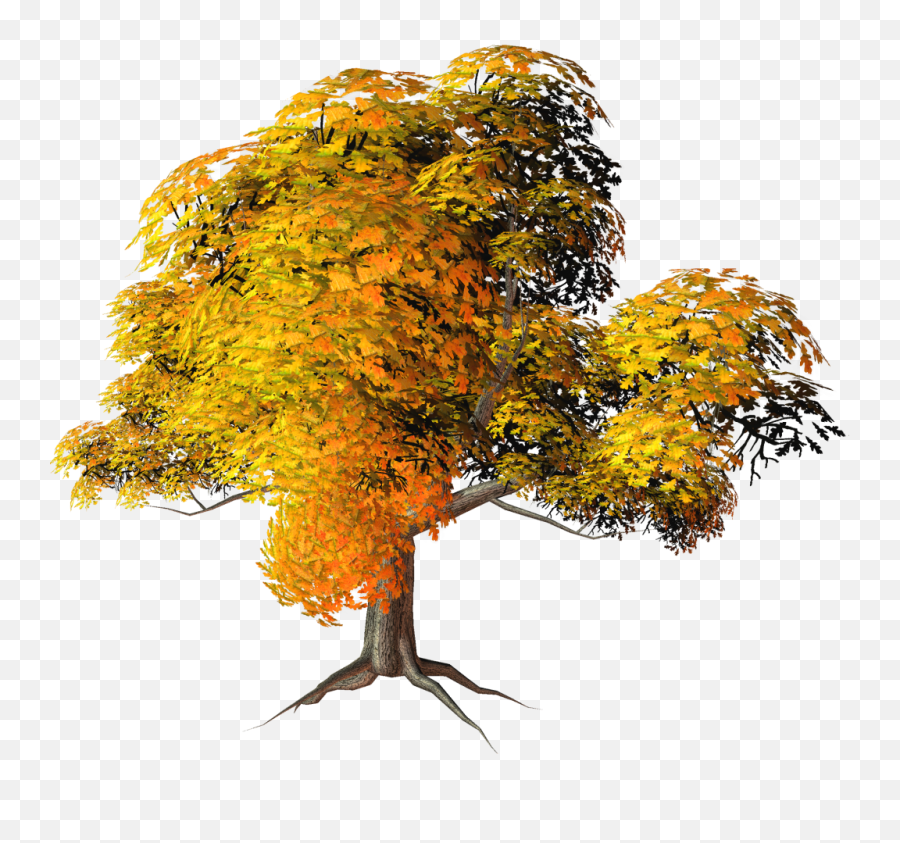 Mq - Colorful Fall Tree Png,Orange Tree Png