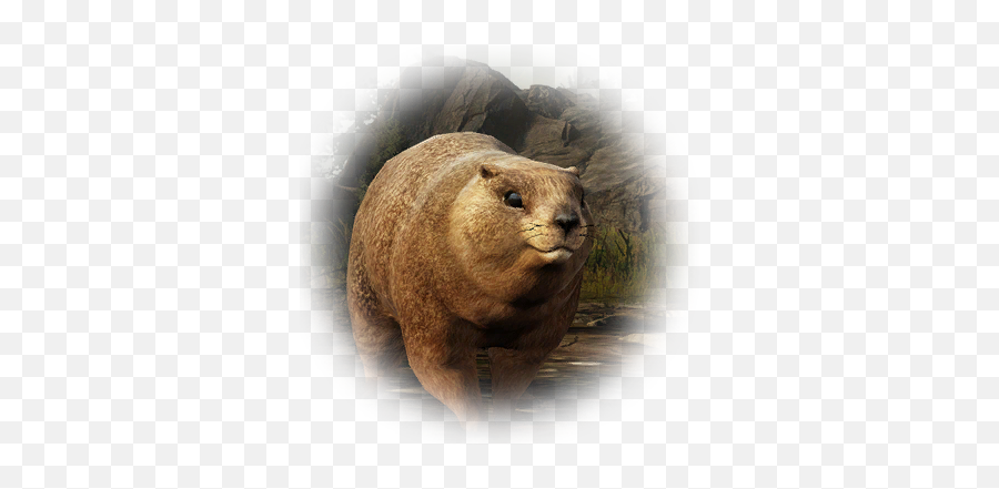 Bdo Marmot Knowledge Database Guide Bddatabase - Bdo Marmot Png,Groundhog Icon