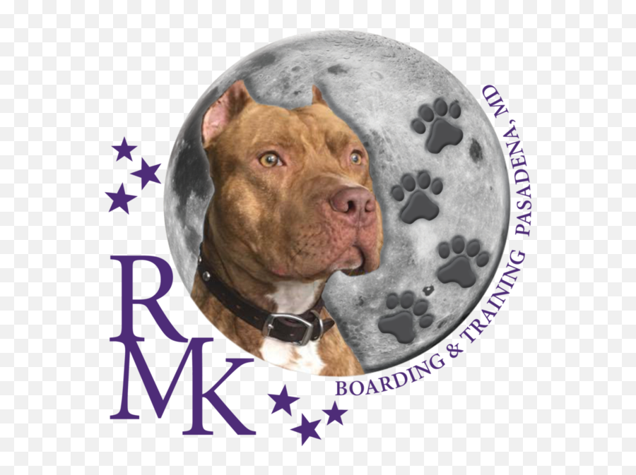 In - Thenews Martingale Png,Pit Bull Icon