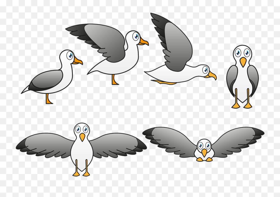 Seagull Ave Fly - Free Vector Graphic On Pixabay Seagull Bird Cartoon Png,Seagull Png
