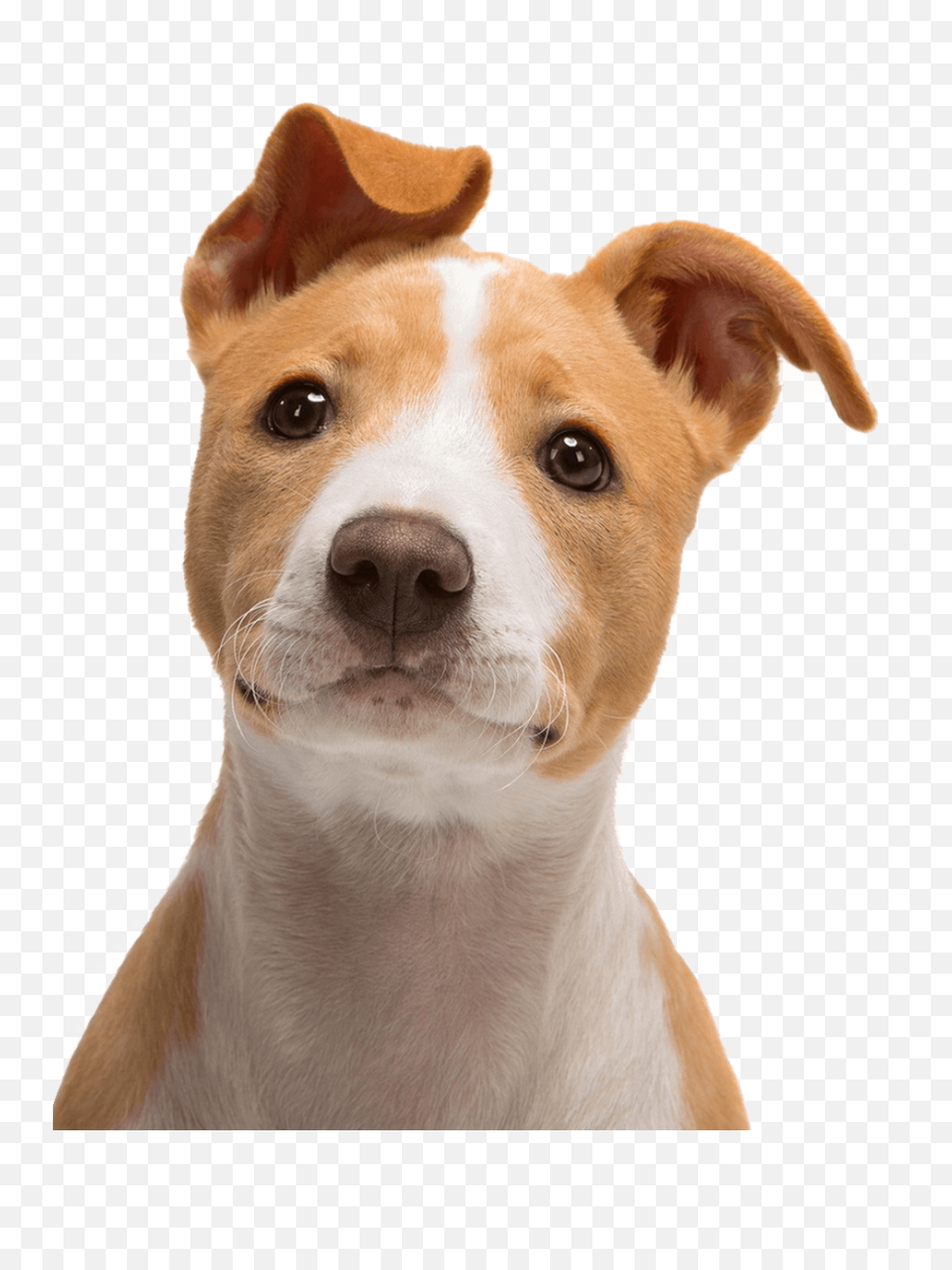 Download Hd Dog Face Png Image Pngpix - Cute Dog Face Png,Dog Face Png