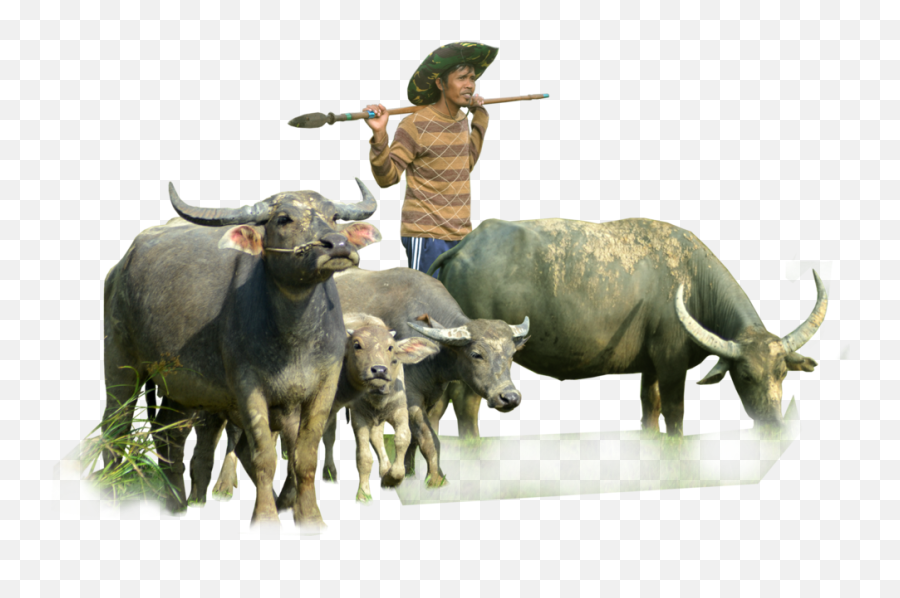 Png Transparent Buffalo - Murrah Buffalo Png,Stock Photo Png