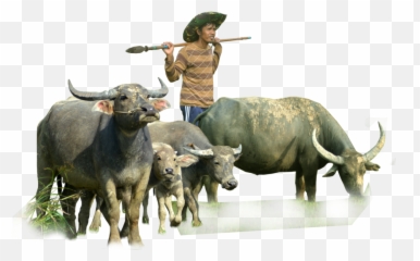 Png Transparent Buffalo - Murrah Buffalo Png,Stock Photo Png