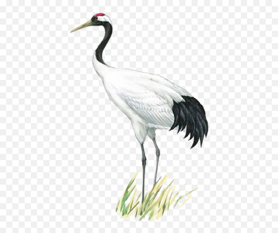 Visit - Red Crowned Crane Icon Full Size Png Download,Crane Icon