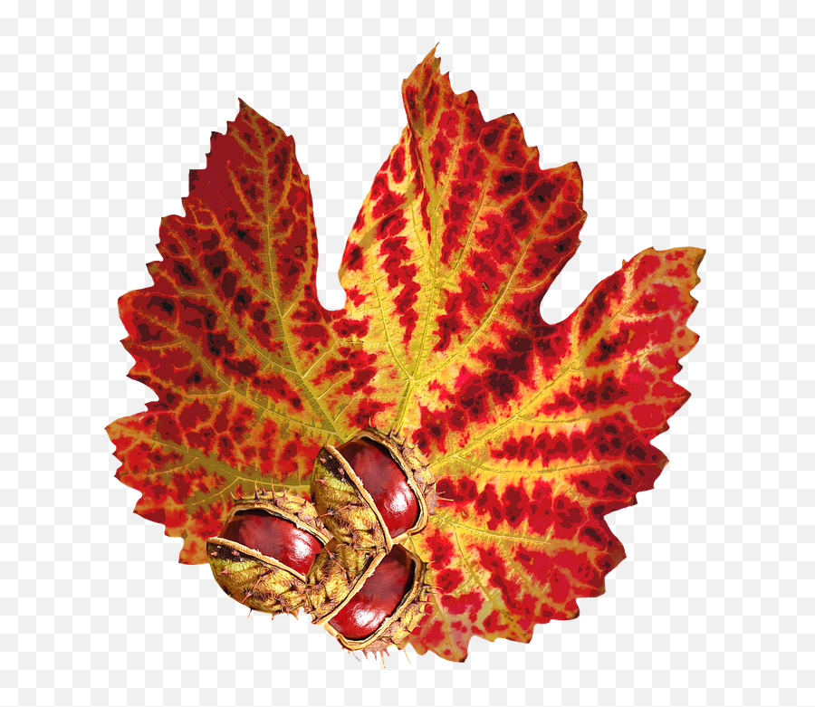 Canvas Print Chestnut Autumn Leaf Png Nature October Stretched 32 X 24 - Jesienny Lisc Png,Autumn Leaf Png
