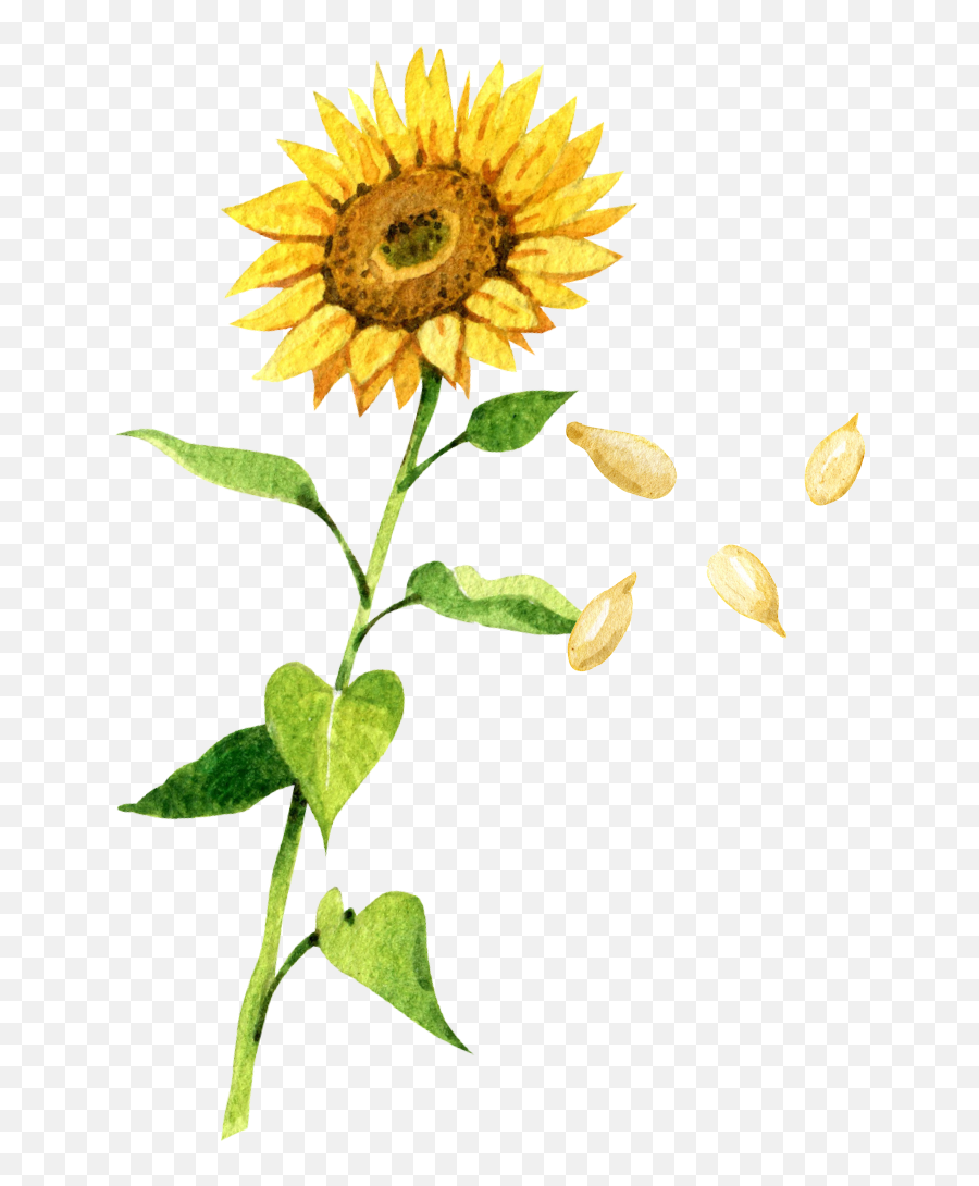 Sunflower Seeds U2013 88 Acres - Transparent Sunflower Drawing Png,Sunflowers Transparent