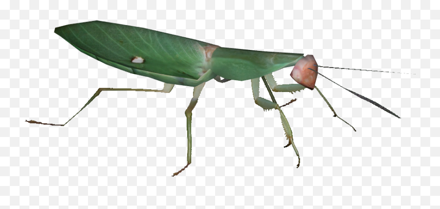 Download Giant Malaysian Shield Mantis - Rhombodera Basalis Grasshopper Png,Mantis Png