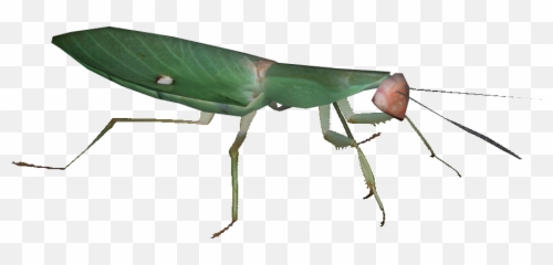Download Giant Malaysian Shield Mantis - Rhombodera Basalis Grasshopper Png,Mantis Png