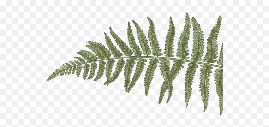 Fern Drawings Transparent - Dried Leaves Aesthetic Png,Fern Png