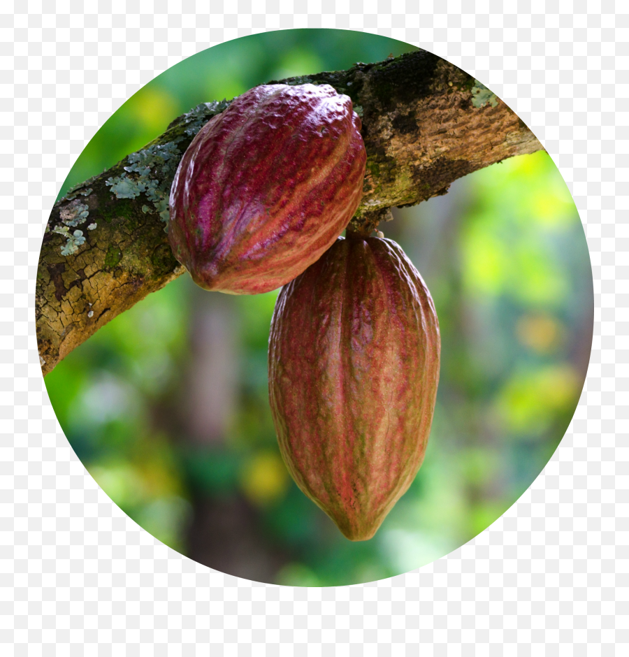 Cacao - Cacau Png,Kakao Png
