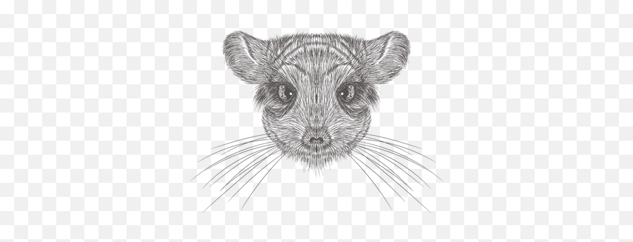 Chinchilla Illustration - Mouse Head Vector Png,Chinchilla Png