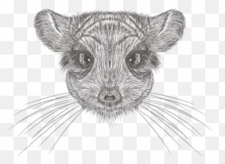 Chinchilla Illustration - Mouse Head Vector Png,Chinchilla Png