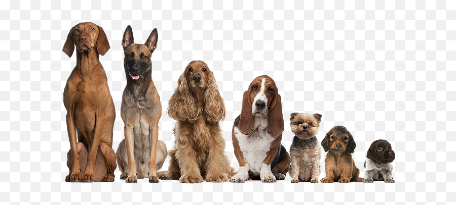 Master Cães E Gatos - Dogs Of All Ages Png,Cachorro Png