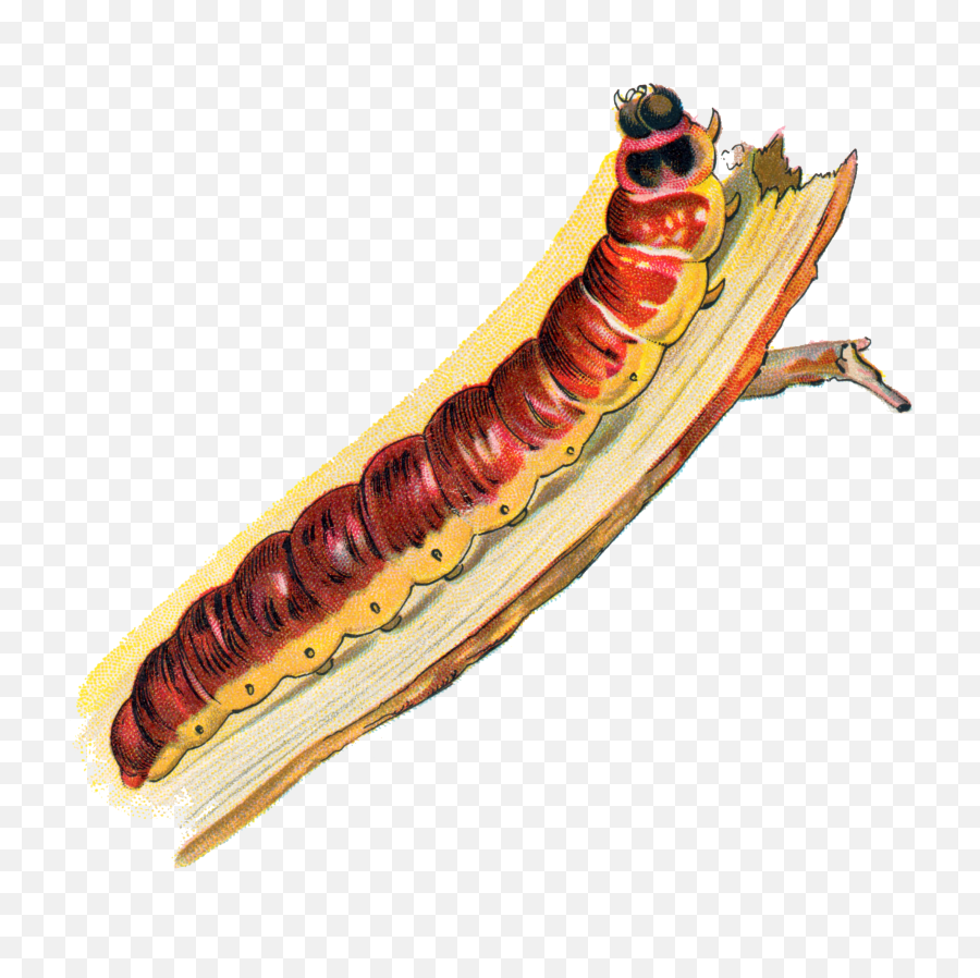 Cossus Caterpillar - Caterpillar Png,Caterpillar Png