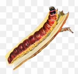 Cossus Caterpillar - Caterpillar Png,Caterpillar Png