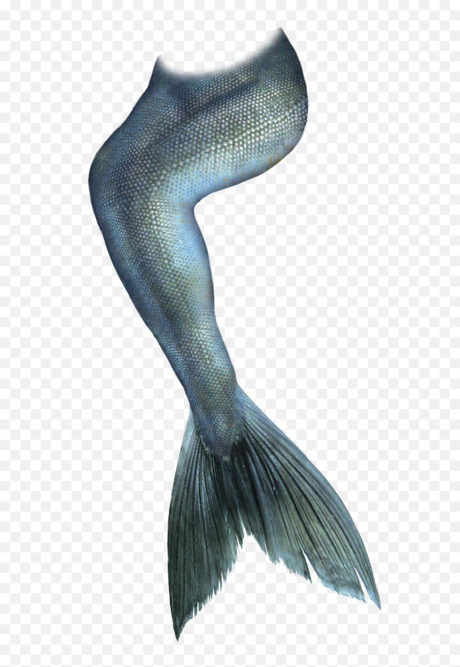 Mermaid Tail Clip Art - Betta Png Download 9001433 Free Transparent Mermaid Tail Png,Mermaid Transparent Background