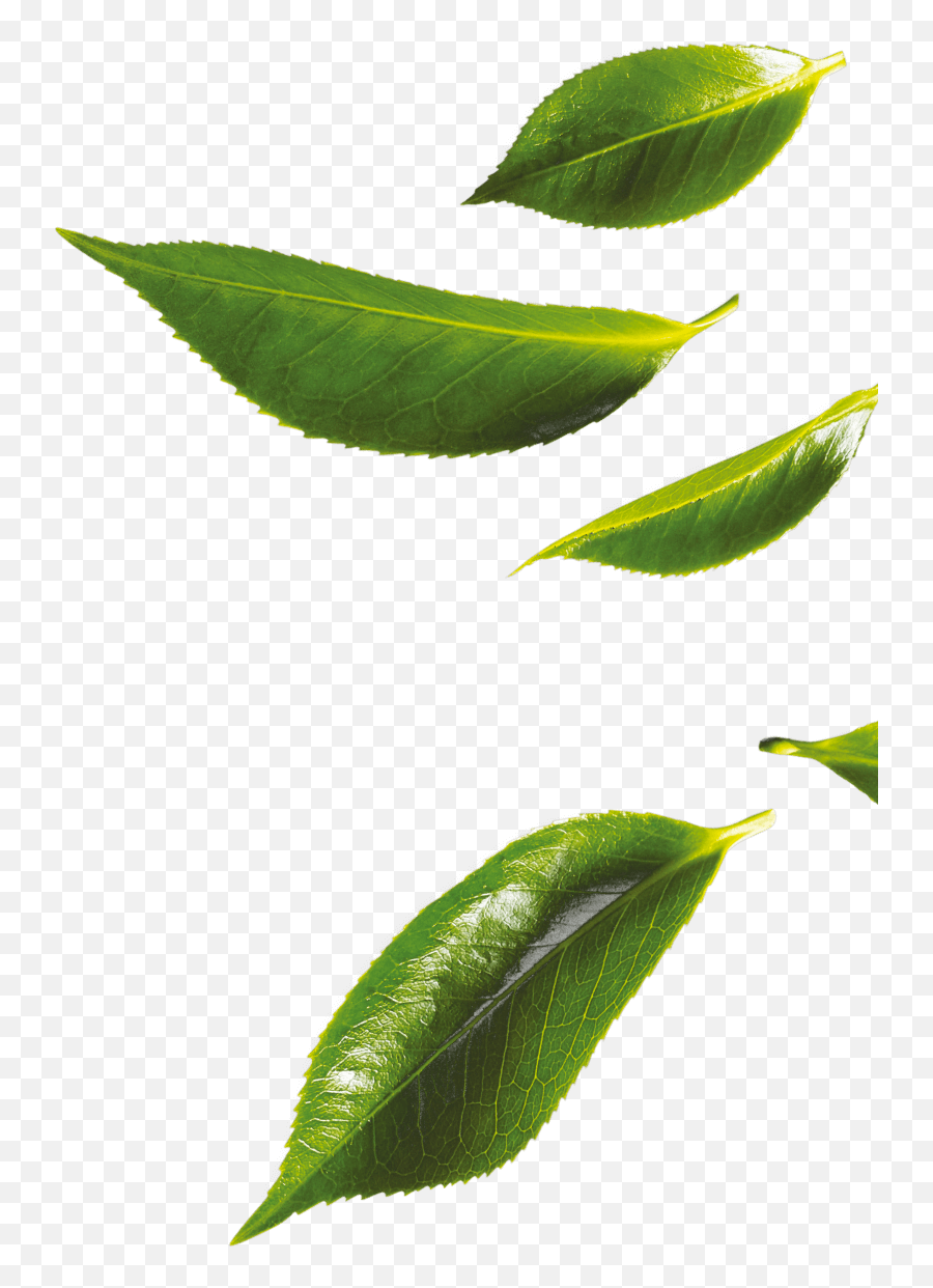 Our Products - Bud Png,Tea Leaves Png