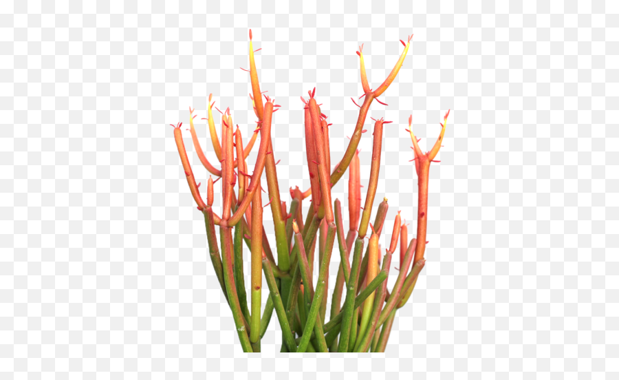 Download Hd Euphorbia Tirucalli U0027firesticksu0027 Office Plants - Fire Sticks Succulent Png,Succulent Transparent Background