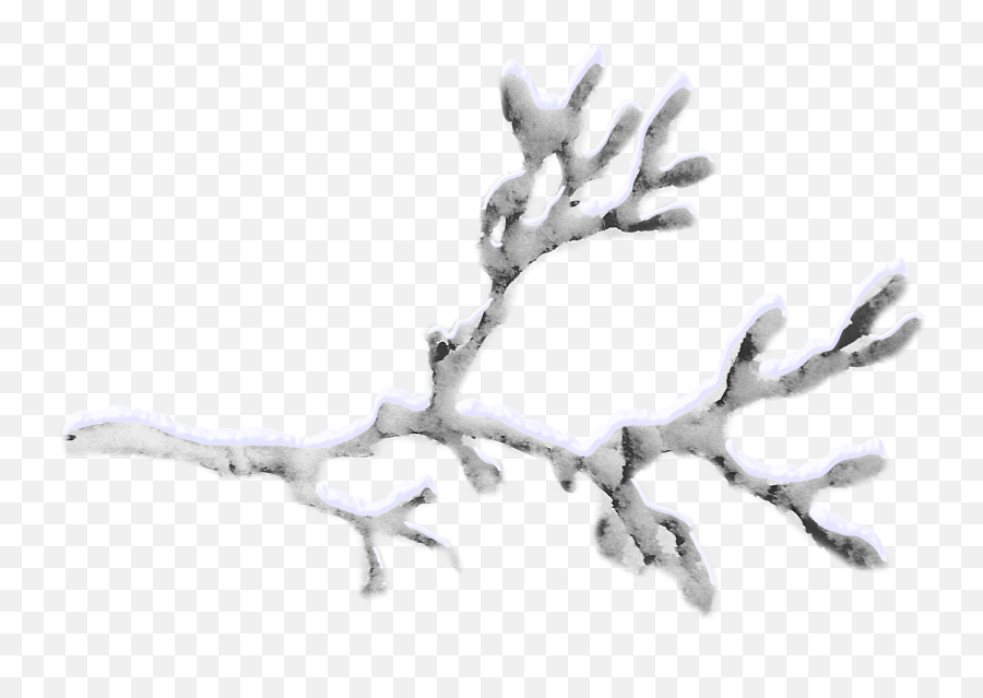 Snow Twig - Snowcovered Branches Png Download 17451178 Transparent Snow Tree Branch Png,Snowing Transparent