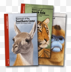 Lynx Edicions - Mammals Of The Southern Cone Png,Lynx Png