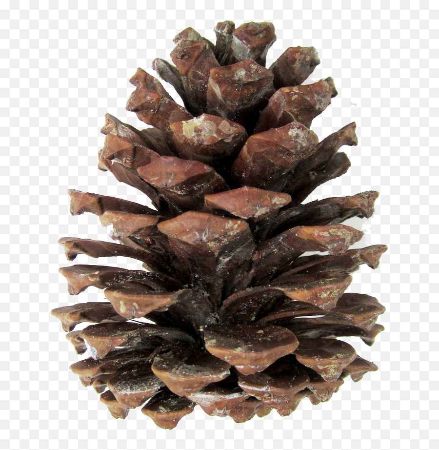 Download Pine Cones Png - Pine Cone Transparent,Pine Cone Png
