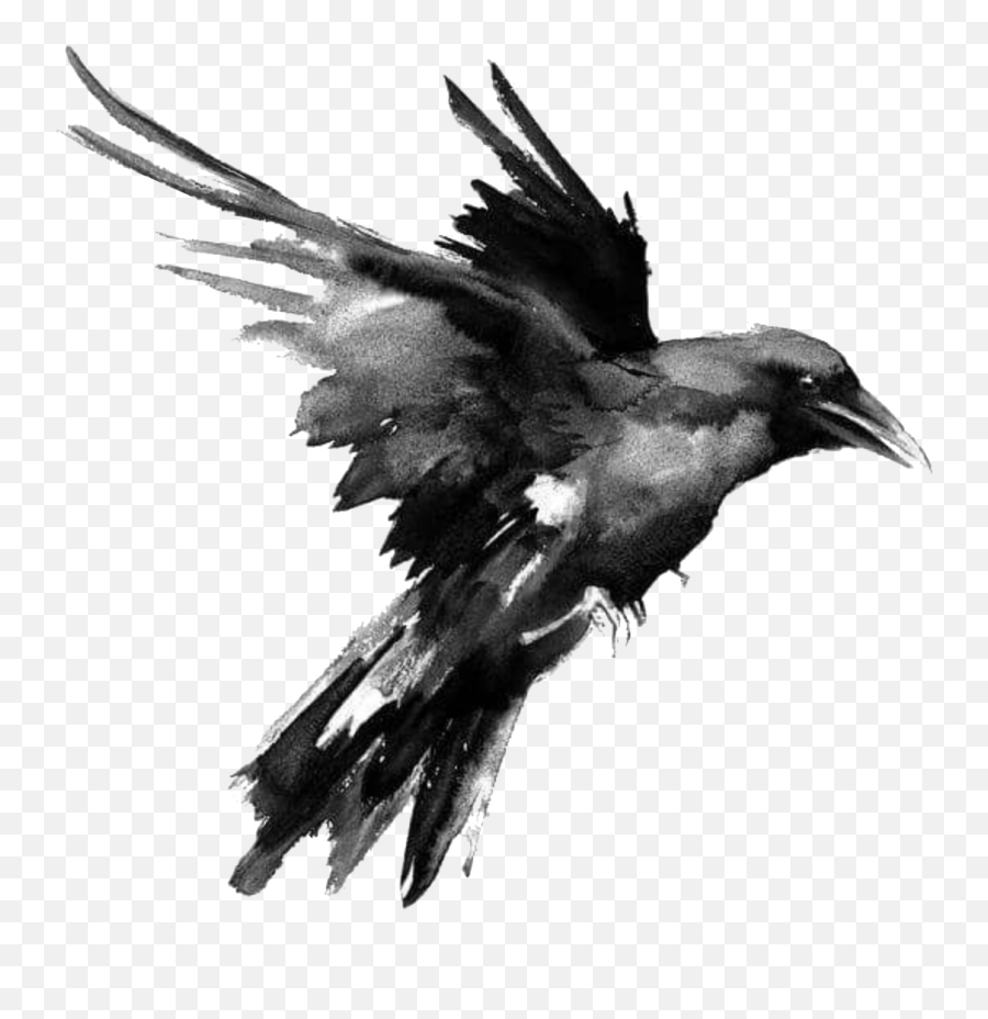 Raven Png Hd - Transparent Background Raven Png,Raven Silhouette Png