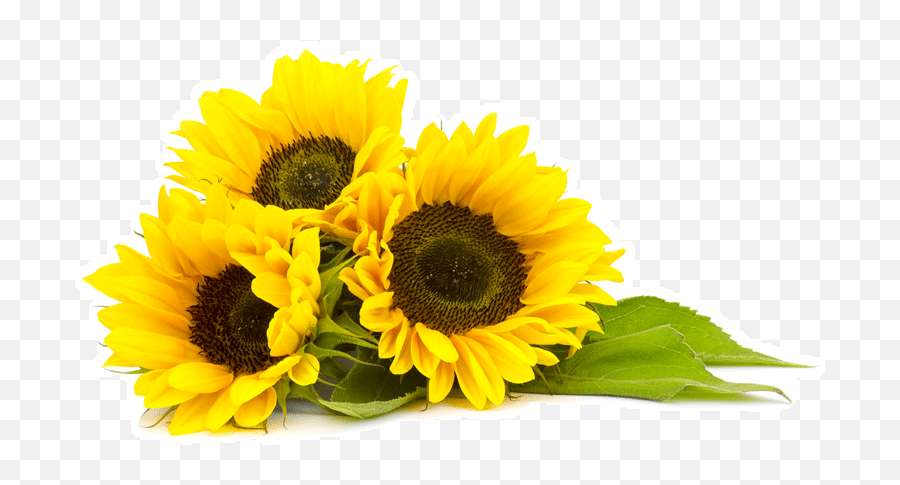 Sunflowers Png Phool - Sunflower Png,Sunflower Transparent Background