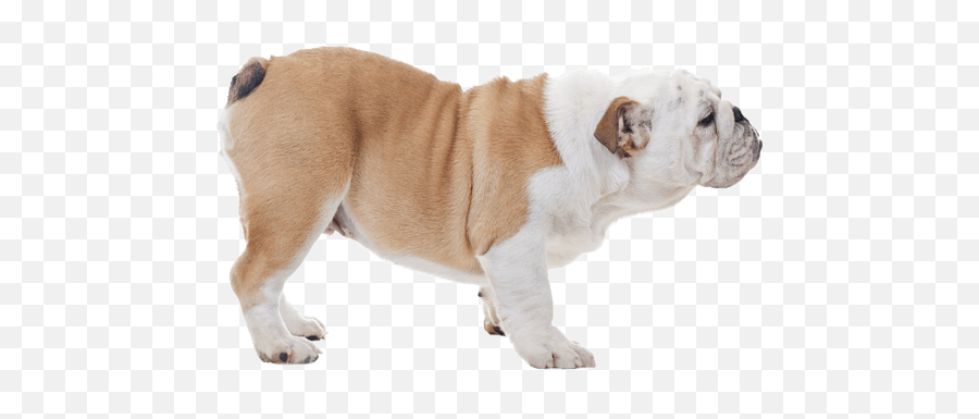 Bulldog Dog Breed Facts And Information - Wag Dog Walking Toy Bulldog Png,Bulldog Png