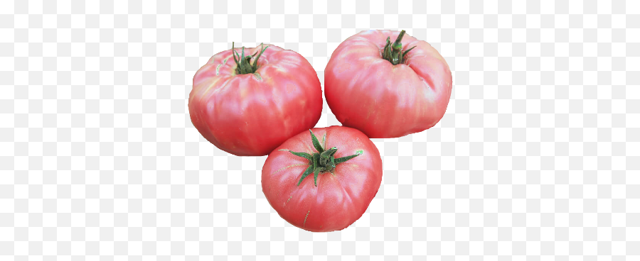 Tomatoes Prudens Purple Brandywine - Domates Fidesi Bulgar Pembe Domates Png,Tomato Transparent