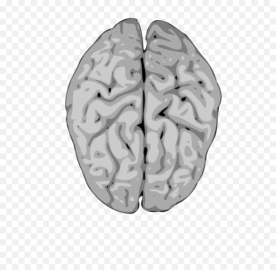 Brain Cerebellum Human - Free Vector Graphic On Pixabay Brain And Spinal Cord Png,Cartoon Brain Png