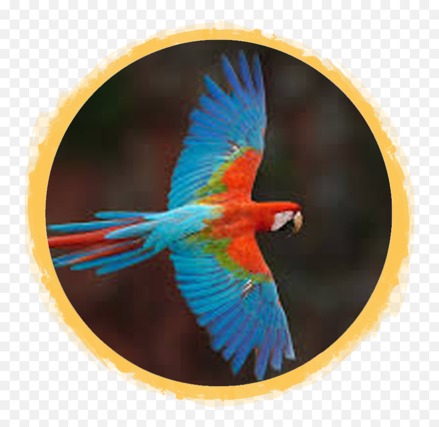 Red - Andgreen Macaw African Safari Wildlife Park Port Red And Green Macaw Flying Png,Macaw Png