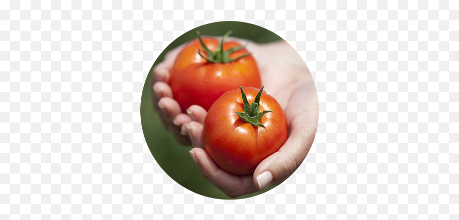 Dimare Fresh - Plum Tomato Png,Tomatoes Png