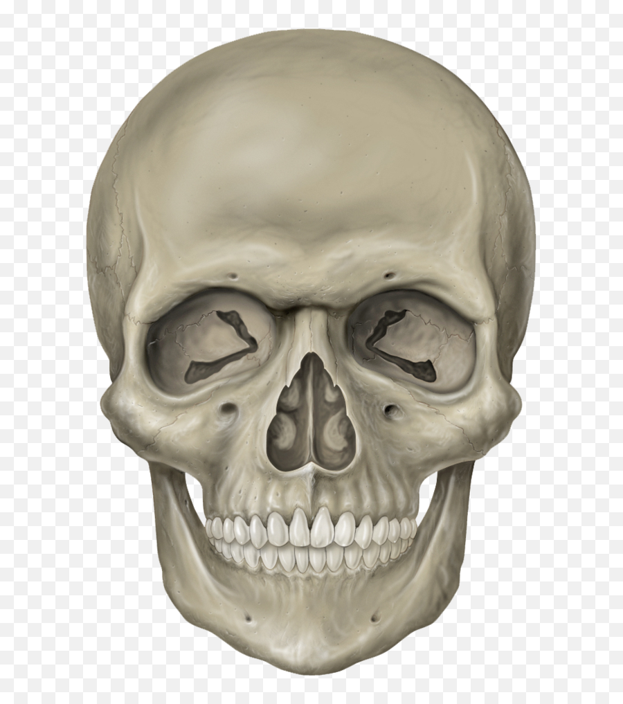 Skull Face Png 2 Image - Skeleton Head Png,Skull Face Png