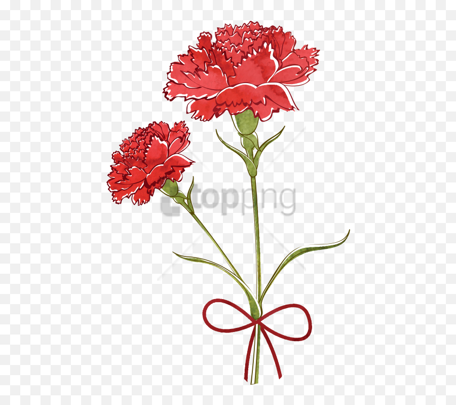 Carnation Flower Drawing - Carnation Flower Drawing Png,Carnation Png
